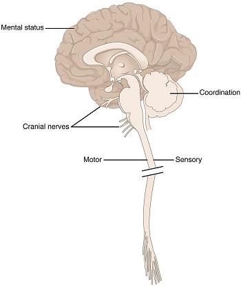 La neurociencia estudia el cerebro y el sistema nervioso y su relación con patologías psicológicas.