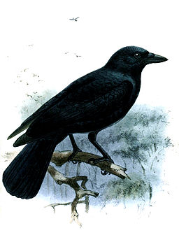 Ilustración de un cuervo de Nueva Caledonia