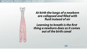 Pulmones recién nacidos