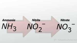 Proceso de nitrificación