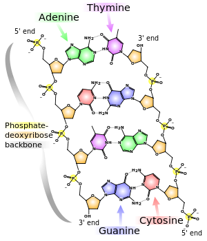 Estructura a base de nitrógeno
