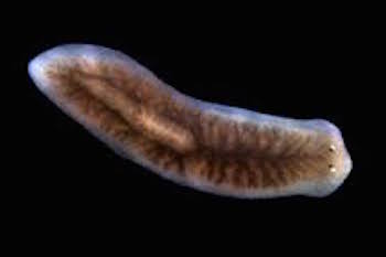 Platelmintos platelmintos