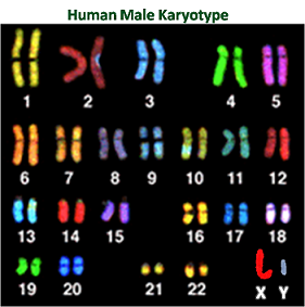 Cariotipo masculino humano típico