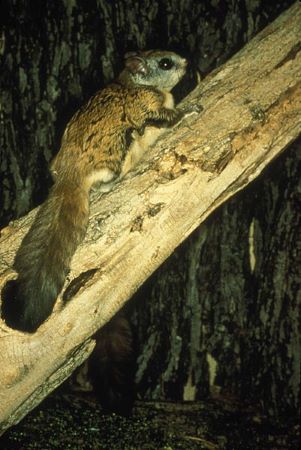 Una imagen de una ardilla voladora del norte posada en un árbol.