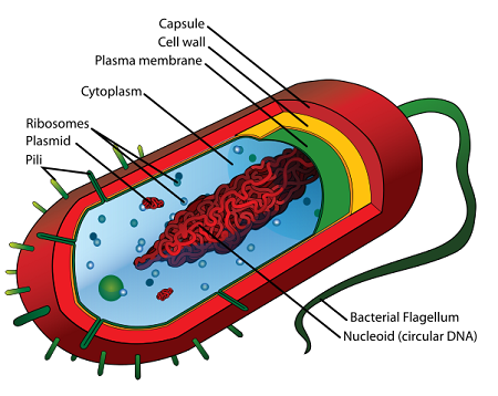 nucleoide