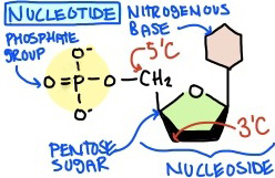 Estructura de nucleótidos