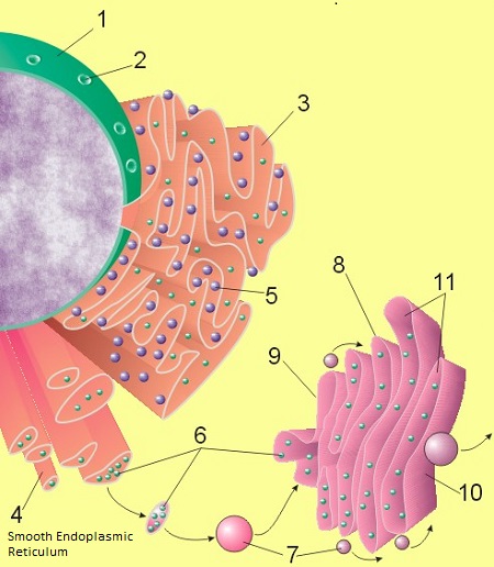 Retículo endoplásmico liso del sistema de endomembranas