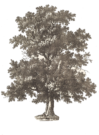 Ilustración sepia de un roble