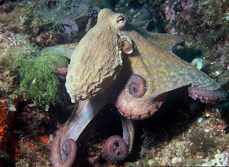 Un pulpo de aspecto sabio mira fijamente a la cámara.