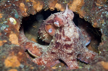 El pulpo gigante del Pacífico cambia de su color marrón rojizo normal para mezclarse con su entorno.