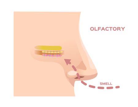 olfato