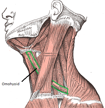 omohioideo