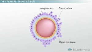 Capas de ovocitos