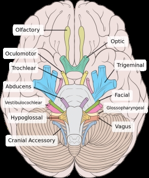 Vista inferior del cerebro con nervios accesorios. 