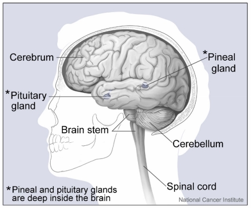 Partes del cerebro
