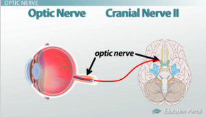 Diagrama del nervio óptico
