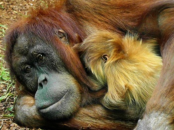 Madre y bebé orangután