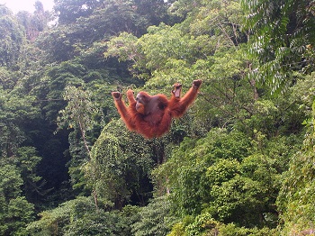 Orangután