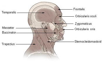 músculo orbicular de los ojos