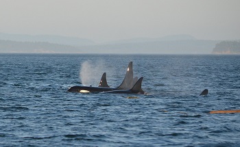 orca