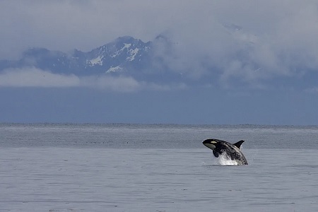 Una orca saltando fuera del agua contra un fondo de montañas