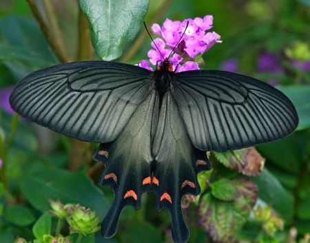 Una mariposa de cola de golondrina negra oriental encaramada en una flor morada. La mariposa tiene alas negras con manchas anaranjadas cerca de la cola.