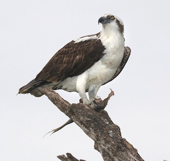 águila pescadora