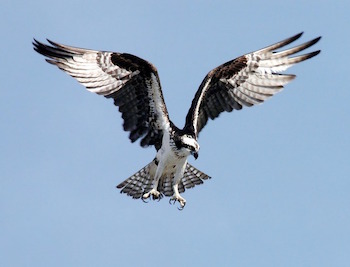 águila pescadora