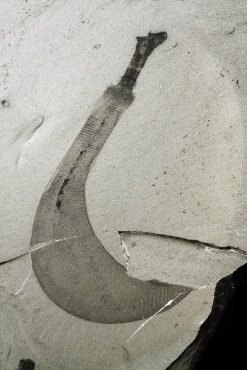 Fósil excepcionalmente conservado de Ottoia, un gusano cámbrico de los depósitos de Burgess Shale en Canadá
