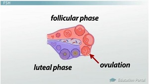 Ciclo ovárico