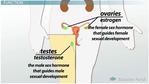 Ovarios y testículos