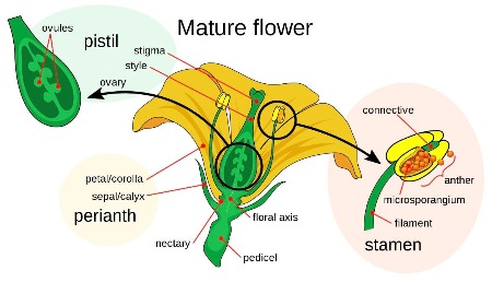 Un diagrama de una flor madura que muestra el pistilo, el estambre y el perianto y sus partes componentes.