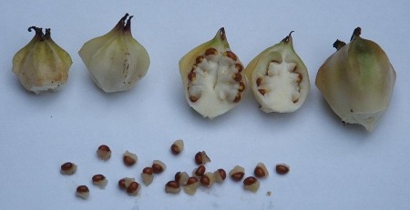 Una fotografía de cinco óvulos, dos están abiertos.  Las semillas yacían en la mesa de enfrente.