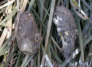 Pellets de búho regurgitado