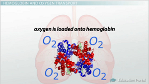 Diagrama de oxihemoglobina