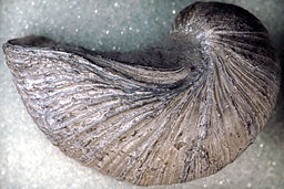ostra