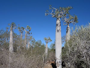 bosque espinoso