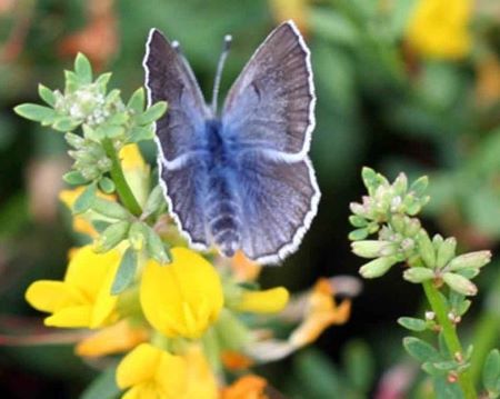 Fotografía en color de una mariposa azul de Palos Verdes sobre una flor amarilla.