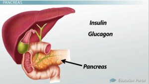 Diagrama de páncreas