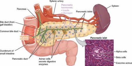 abdomen