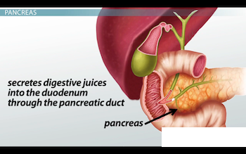 diagrama que muestra el conducto pancreático