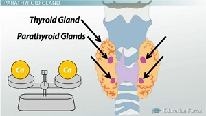 Glándulas paratiroides
