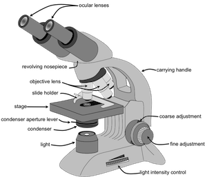 microscopio