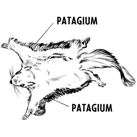 Un diagrama que muestra el patagium de la ardilla voladora.
