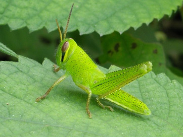 saltamontes verde sobre una hoja verde