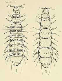 pauropoda