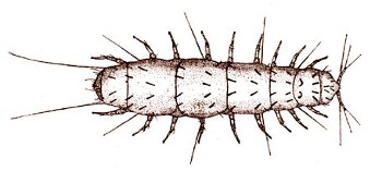 pauropoda