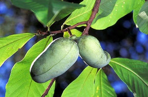 Frutas de la pata de la pata