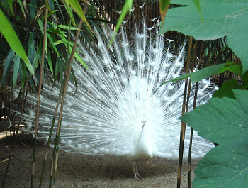 Foto de un pavo real albino.