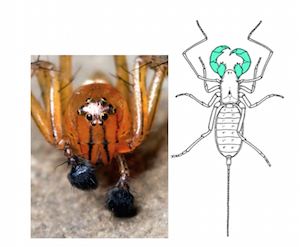 pedipalpos